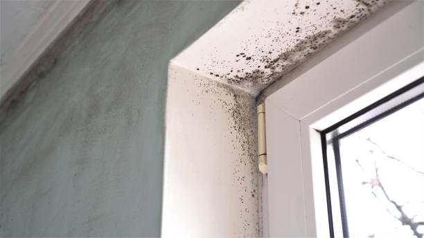 Mold Odor Removal Services in Yamhill, OR