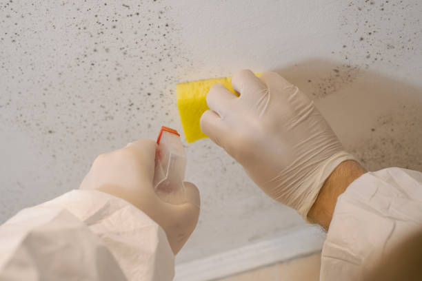 Trusted Yamhill, OR Mold Removal Experts