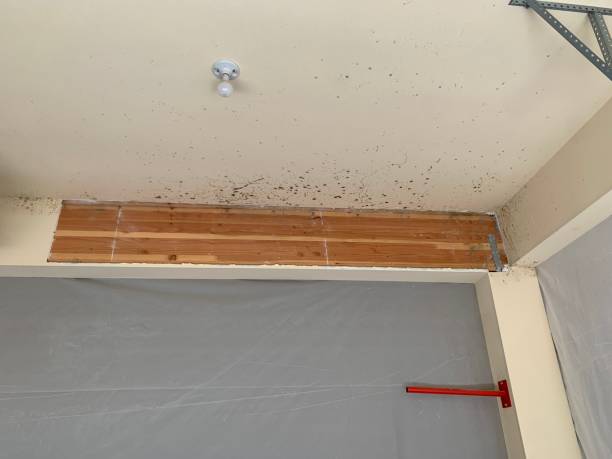 Best HVAC Mold Inspection and Cleaning  in Yamhill, OR