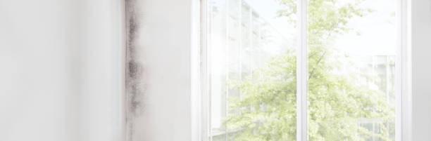 Best Mold Documentation for Insurance Claims  in Yamhill, OR