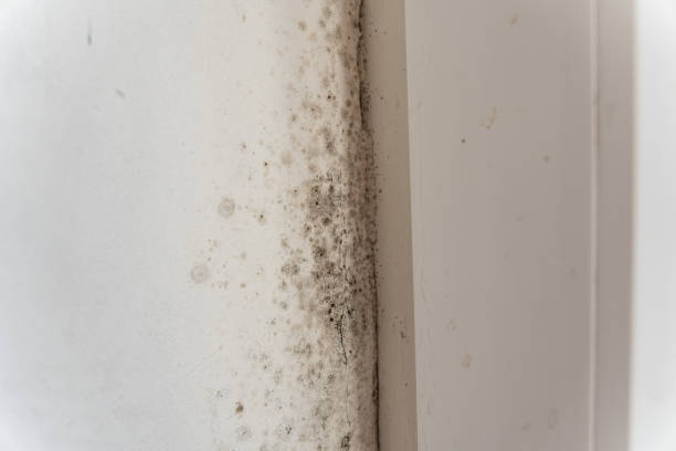 Best Water Damage & Mold Remediation  in Yamhill, OR